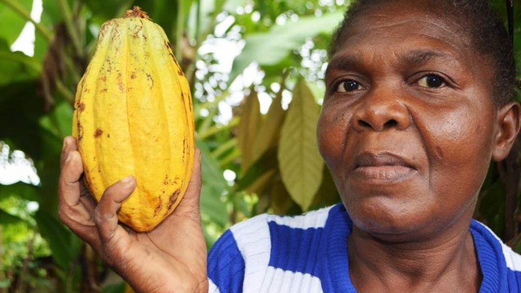 Deux ans après le cyclone Mathieu, des productrices de cacao construisent leur avenir à l’aide des technologies innovantes