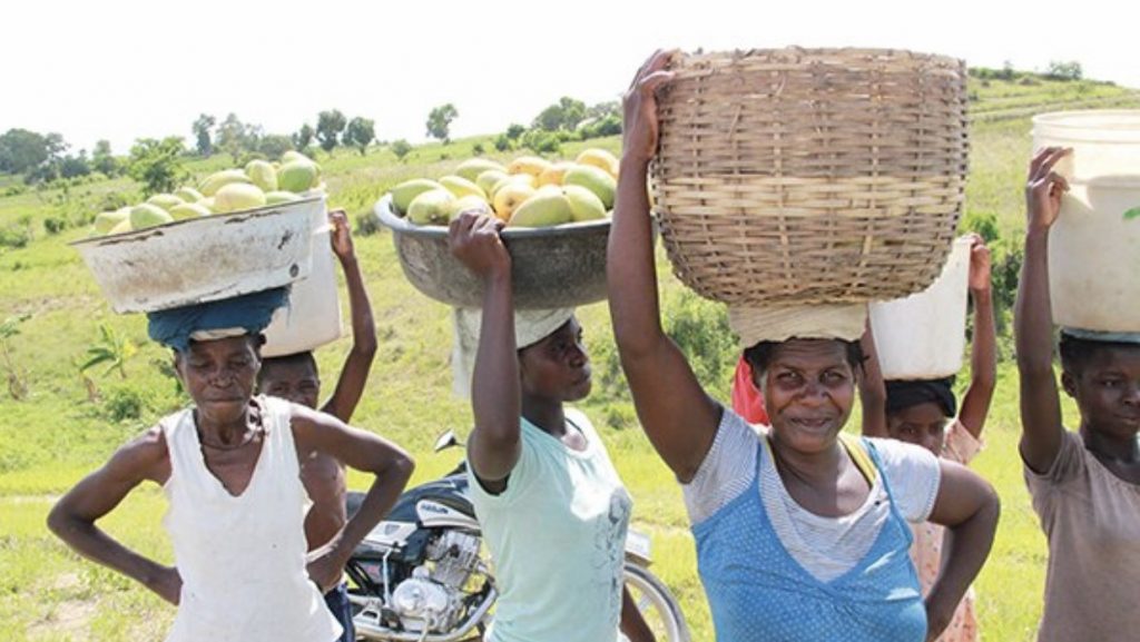 Journée internationale de la femme rurale: un jour qui ne fait plus écho en Haïti
