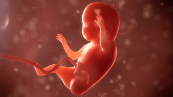 embryon foetus fildesmois 6